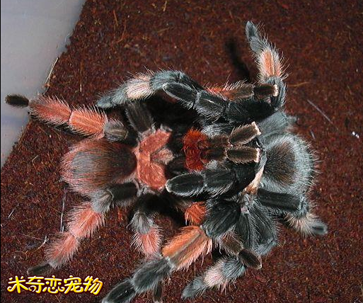 nba无插件直播在线观看蜘蛛_(nba无插件直播在线观看102) 第1张 nba无插件直播在线观看蜘蛛_(nba无插件直播在线观看102) 第1张